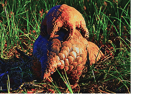 Pangolin mother and baby